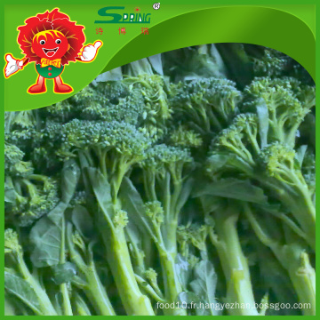 Floret de brocolis congelé de 2 à 4 cm, brocoli frais chinois